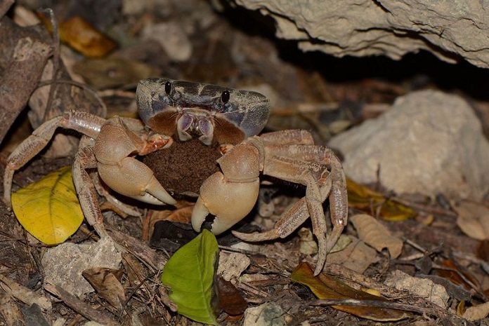 毛足圆轴蟹也是澎湖陆蟹种类之一.