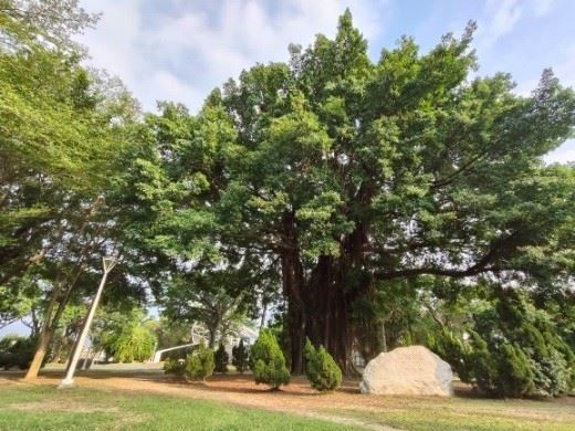 全國首座綠色人文公園　邂逅百年五爪龍榕樹