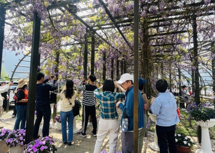 瑞里紫藤花享用紫色野餐 佐美喵家族驚喜現身