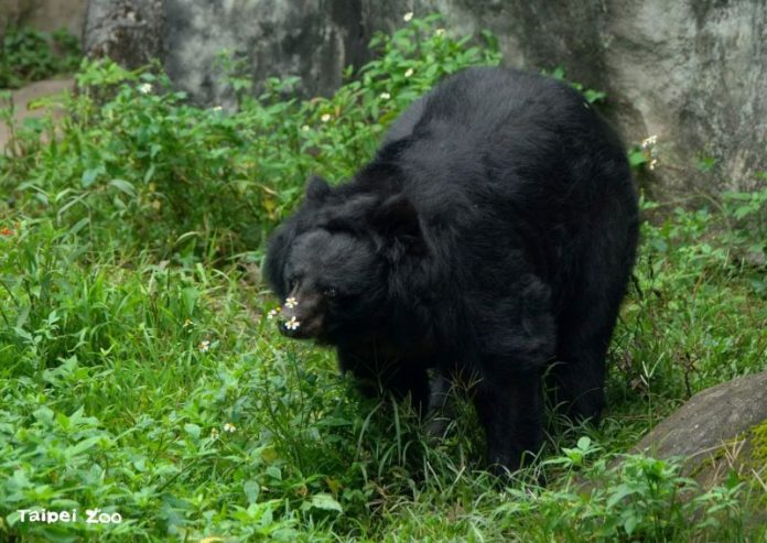 (圖／臺北市立動物園)