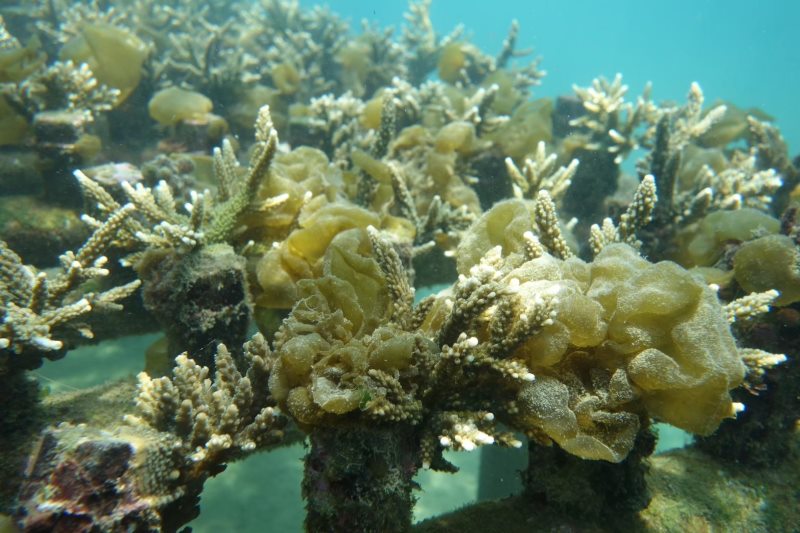 「珊瑚小學堂」暑假就來認識珊瑚吧!