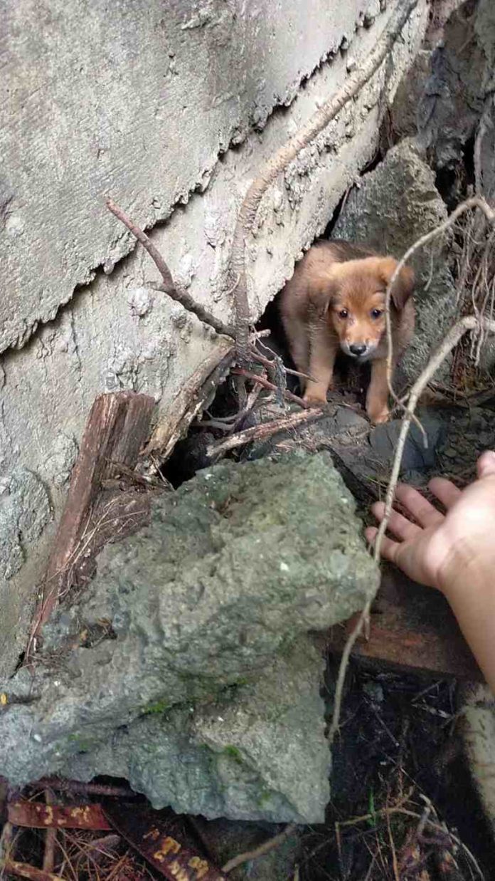 (圖／流浪動物義工 fb)