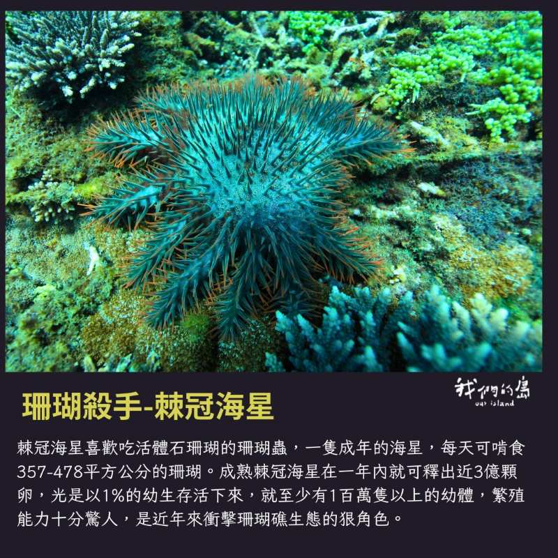 棘冠海星爆發 籲各界投入搶救珊瑚