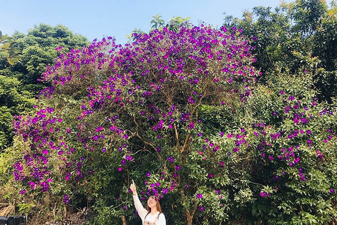 體驗花都台南的萬種風情漫遊輕旅南國花都美見識