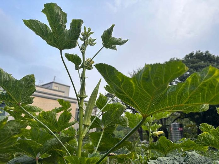 環保農園成果照。圖／台中市政府