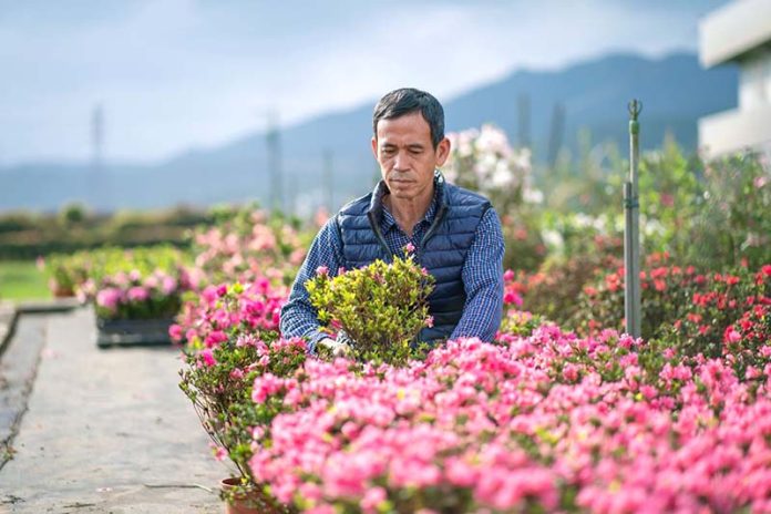 遊程將至蔡文生的茂生苗圃近距離欣賞杜鵑，學習杜鵑種植技巧，化身杜鵑職人。圖／新北市政府