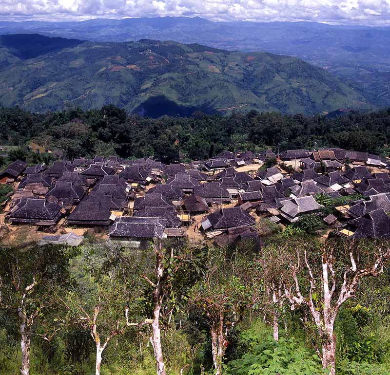 全球唯一榮登世界文化遺產之普洱景邁山古茶園。攝影／吳德亮