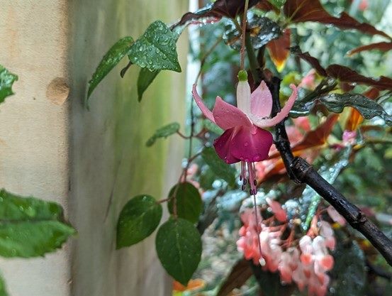 珍稀台灣吊鐘花就在典藏植物園