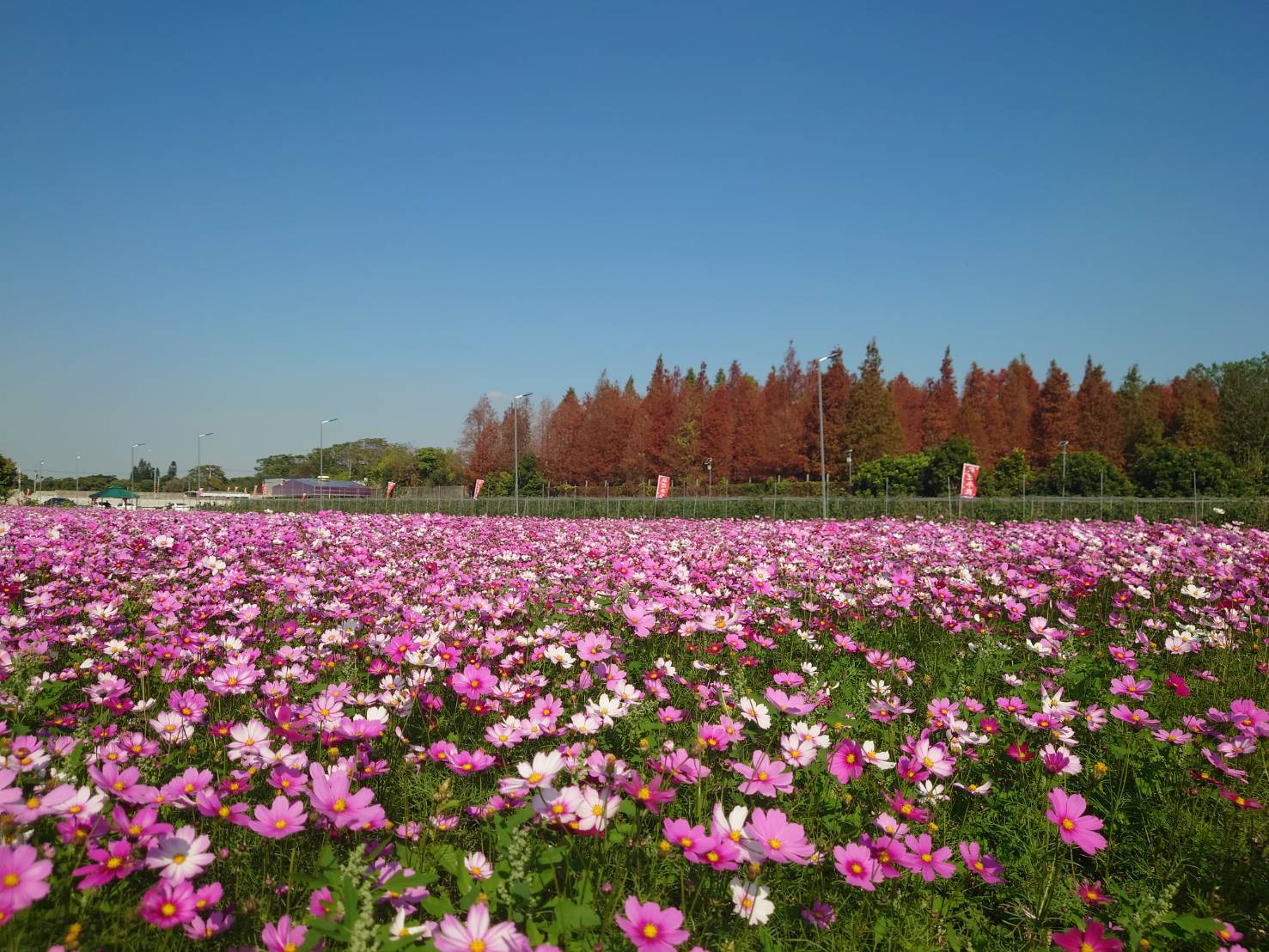 芬園鄉秘境花海吸引遊客　前所未見的三色同框美景現身 - https://www.watchmedia01.com