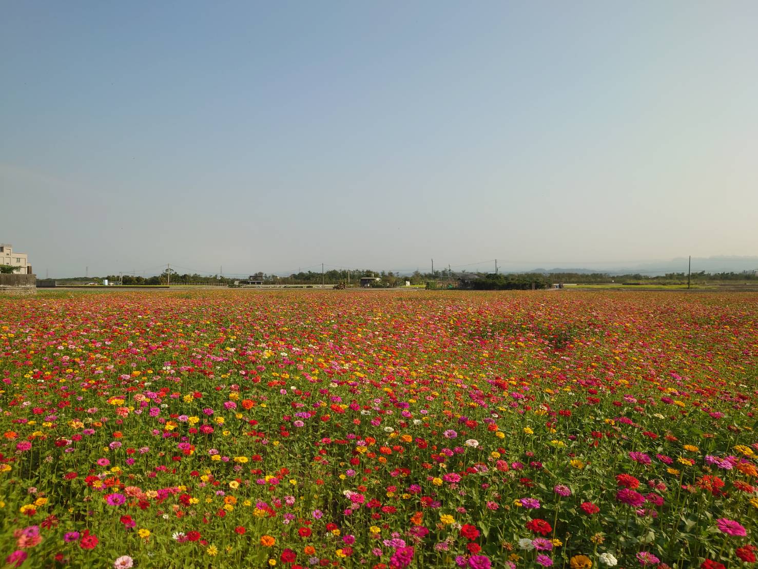 芬園鄉秘境花海吸引遊客　前所未見的三色同框美景現身 - https://www.watchmedia01.com