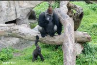 父親節來動物園和阿爸約會