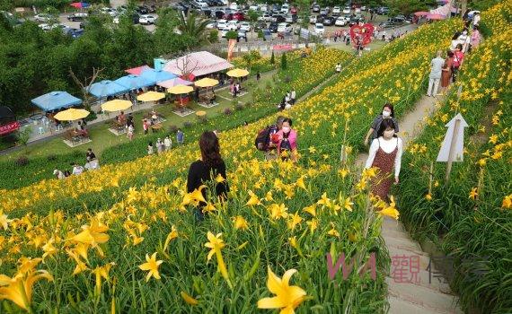 花壇鄉虎山巖金針花一片耀眼金黃花海疫情遍地開花賞花人潮不再